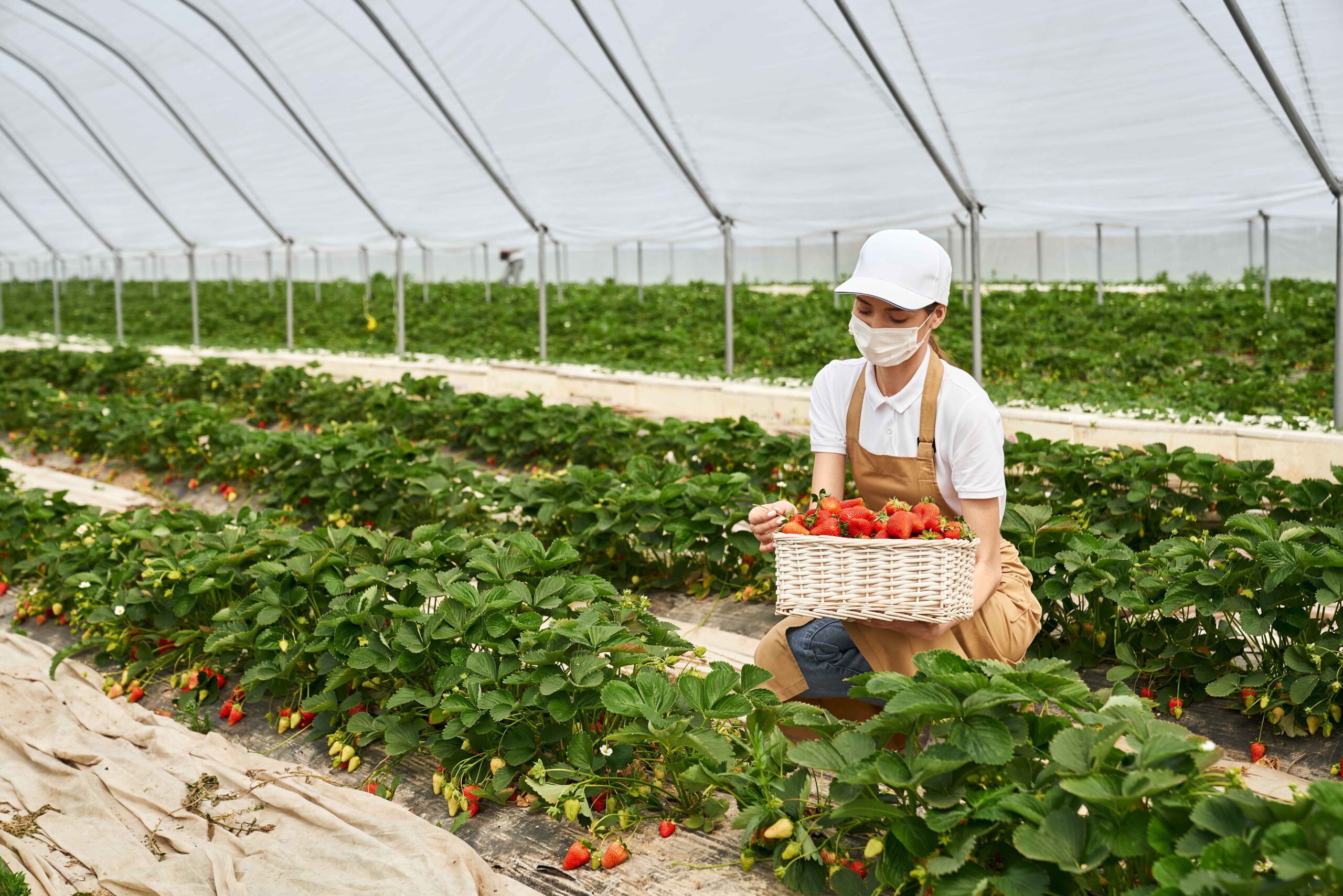 Agroteknologi kerja apa